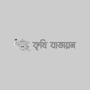 বারি মিষ্টি আলু-১