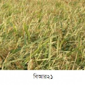 বিআর২১